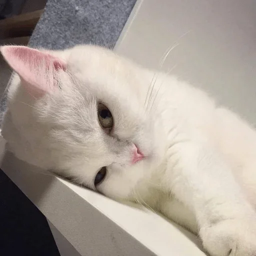 кошки малого и среднего размера кошки малого и среднего размера кошачьи млекопитающее