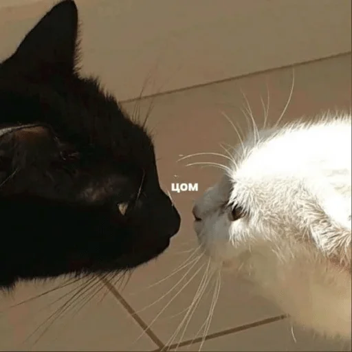 млекопитающее млекопитающее животное кошка