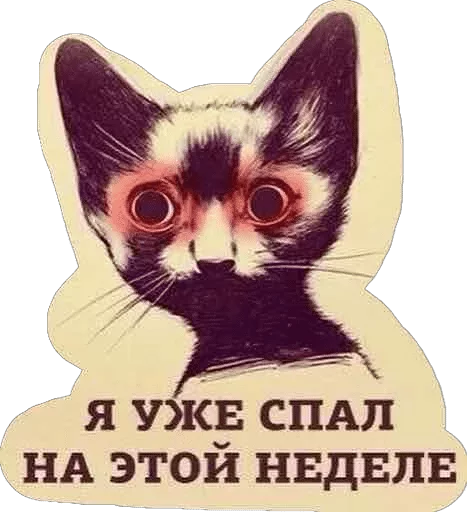 cat cat text whiskers