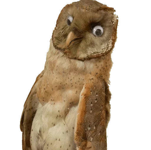 animal animal bird bird of prey