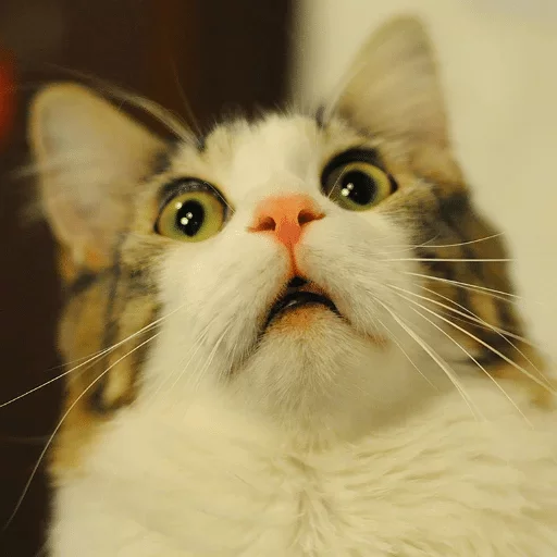 animal animal mammal cat