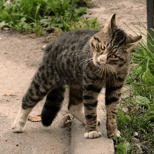 animal mammal cat