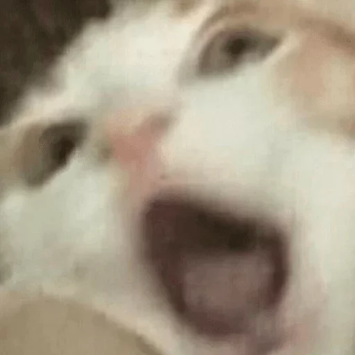 animal mammal white