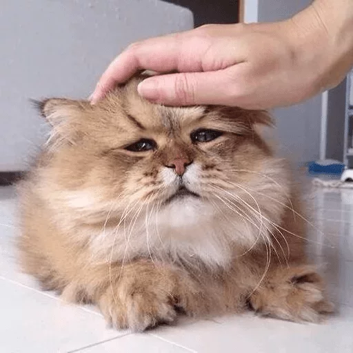 Animals favorite — @stckrRobot Animals favorite — @stckrRobot -