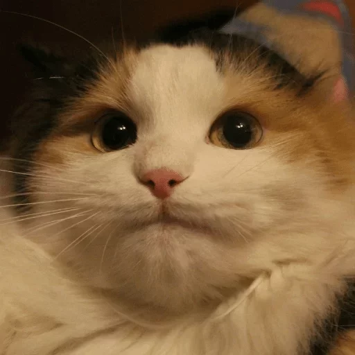 animal mammal cat