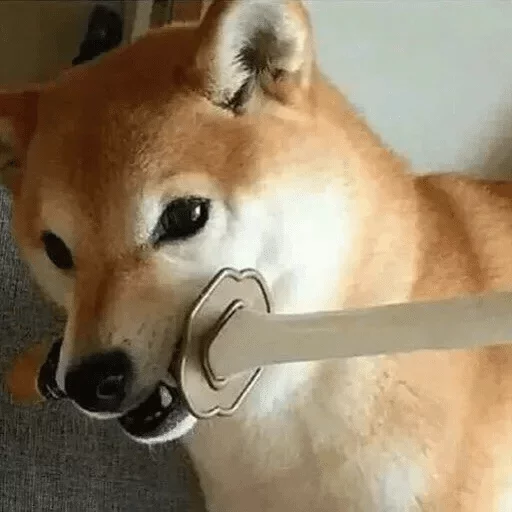 animal hokkaido pet