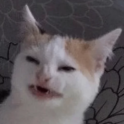 mammal animal cat