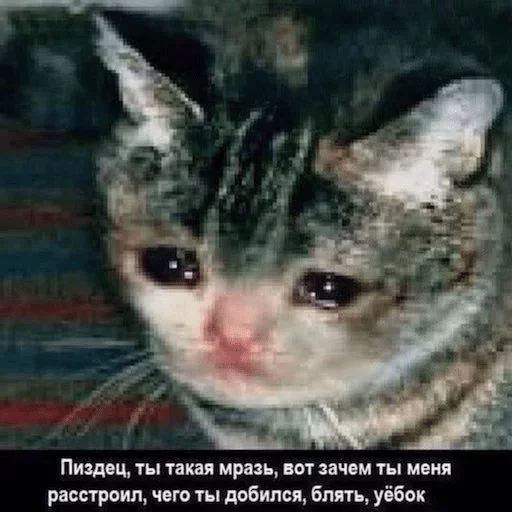 mammal animal text