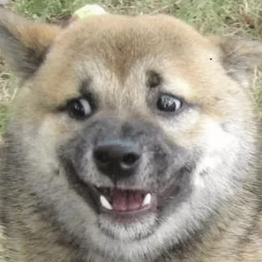 mammal animal snout
