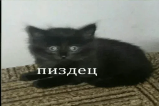 animal animal mammal cat
