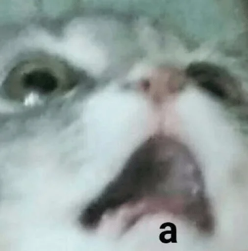 animal animal mammal cat