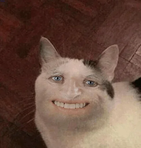 animal animal mammal cat