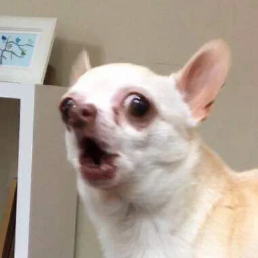 mammal mammal animal pet