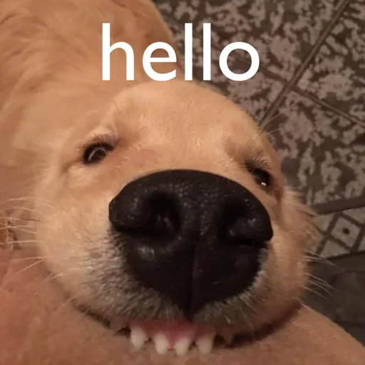 mammal mammal animal dog