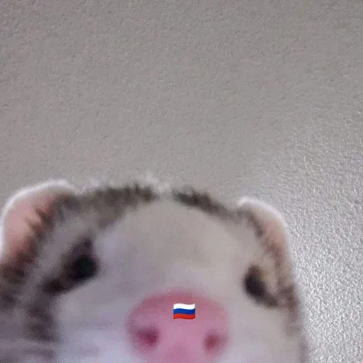 mammal mammal animal mouse