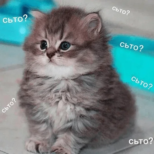animal animal mammal cat