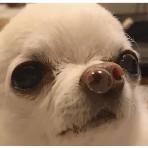 pet pet dog breed dog