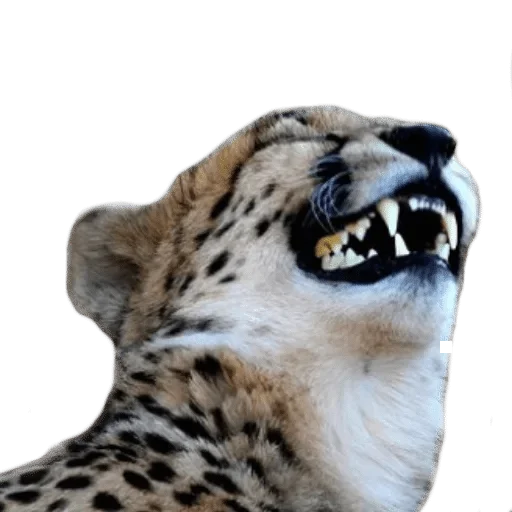 animal animal mammal big cat