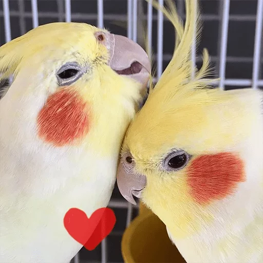 bird bird animal parrot