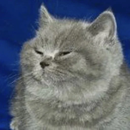 mammal mammal animal cat