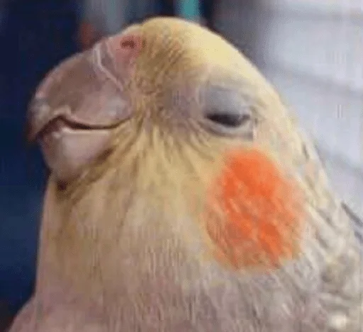 animal animal bird parrot