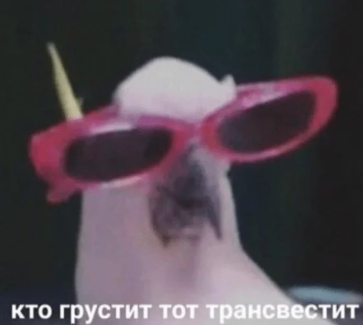accessory accessory eyewear goggles
