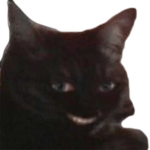 animal animal mammal cat