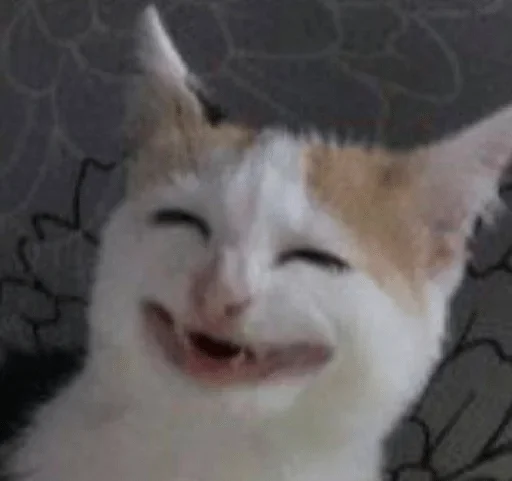 mammal mammal animal cat