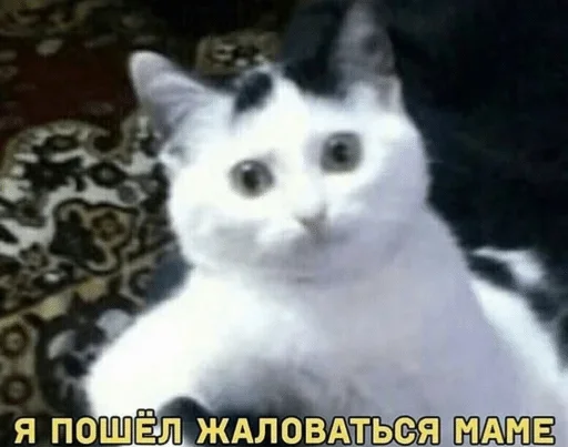 mammal mammal animal cat