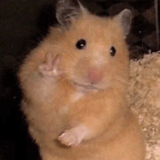 mammal mammal animal hamster