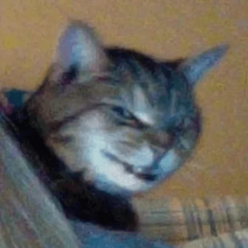 mammal mammal animal cat