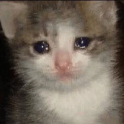 mammal mammal animal cat