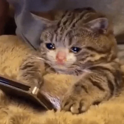 cat cat mammal kitten