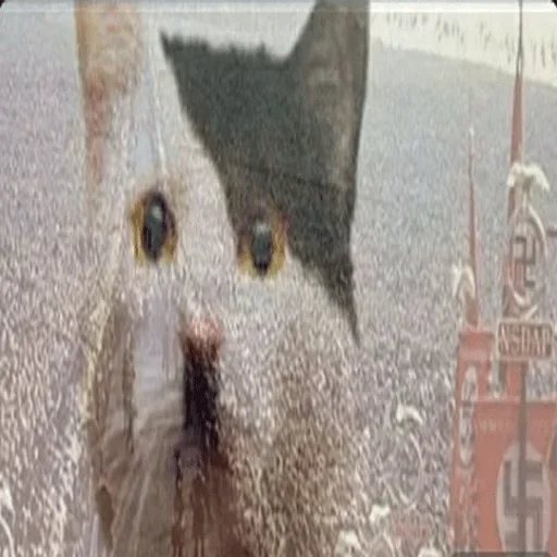 animal animal mammal domestic cat