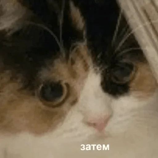 mammal mammal animal cat