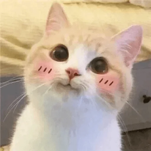 animal animal mammal cat