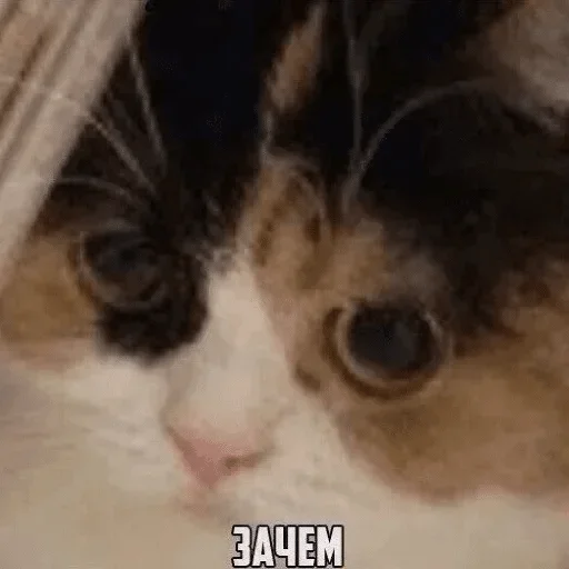 mammal mammal animal cat