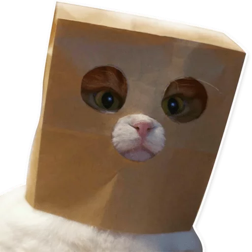 кошка кошка животное игрушка