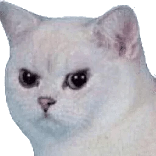 mammal mammal animal cat