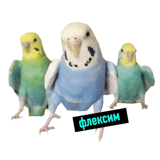 animal animal parrot bird