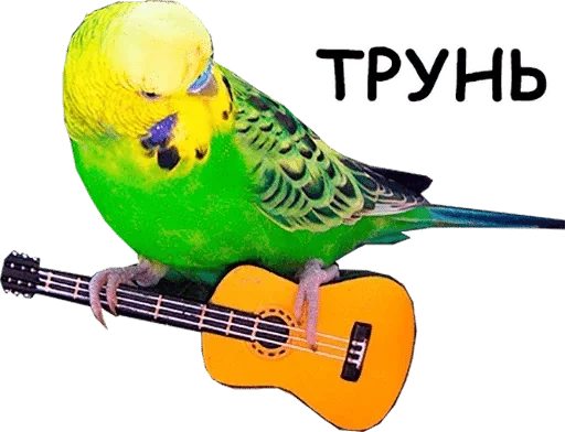bird bird animal parakeet