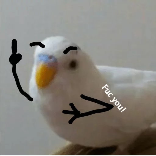 parrot parrot animal bird