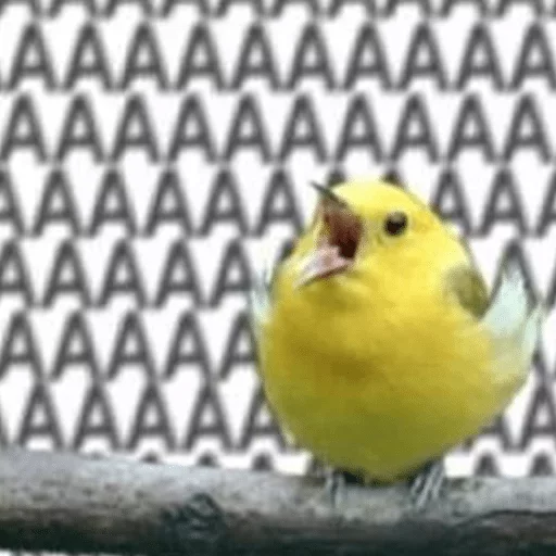 animal animal bird oscine