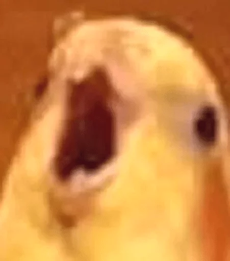 animal animal bird parrot
