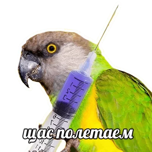 bird bird animal parrot