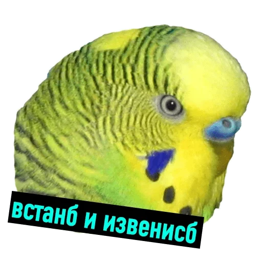 animal animal parrot bird
