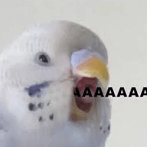animal animal bird parrot