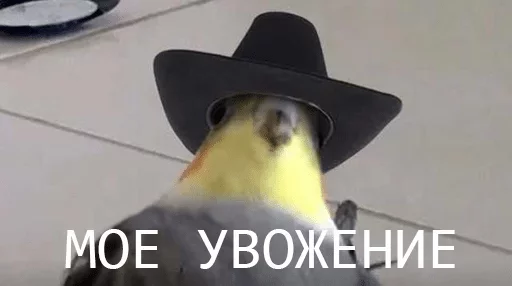 hat hat text
