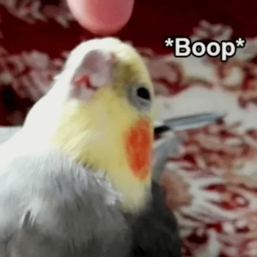 animal animal bird parrot