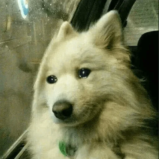 animal animal mammal pet